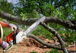  Black Forest, CO Tree Removal Pros