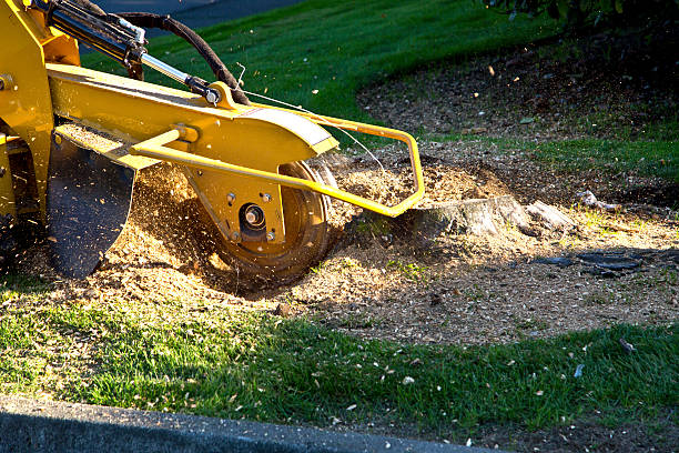 Best Sod Installation  in Black Forest, CO